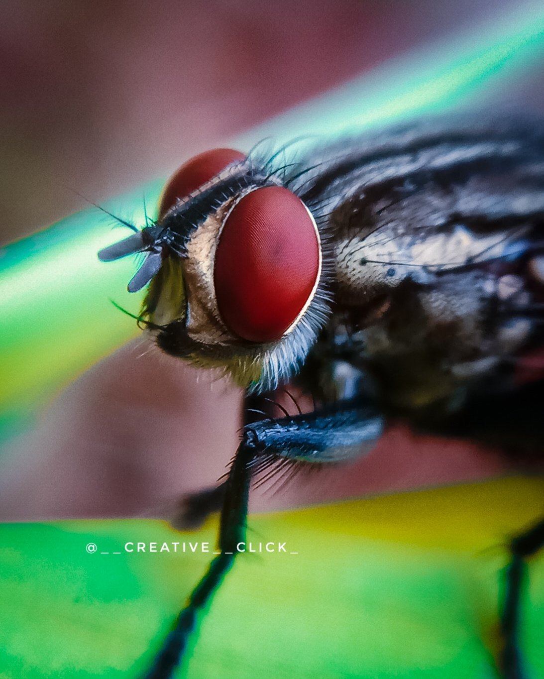 Bee - Nature photography by shiki rai