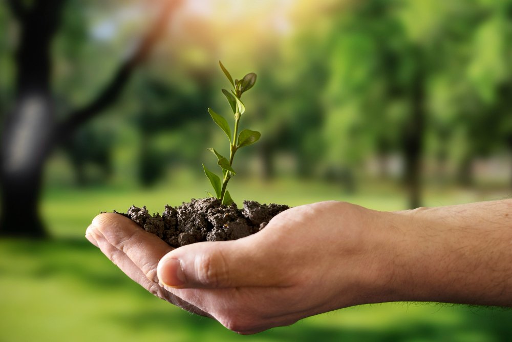 Saving Trees: A Collective Responsibility for a Greener Future