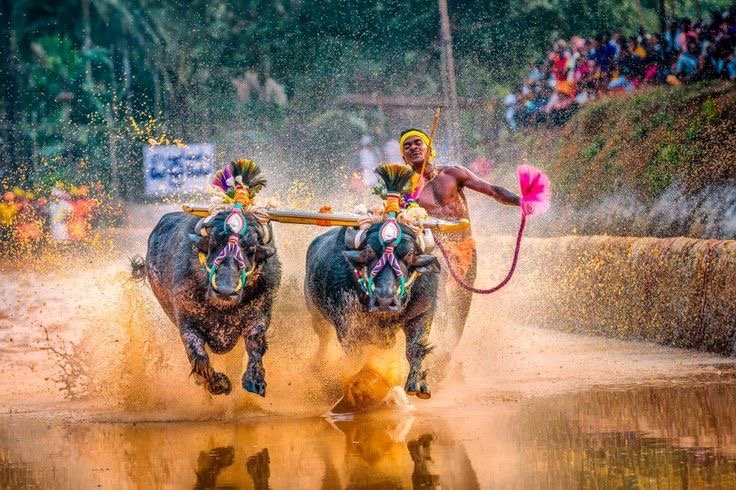About Kambala