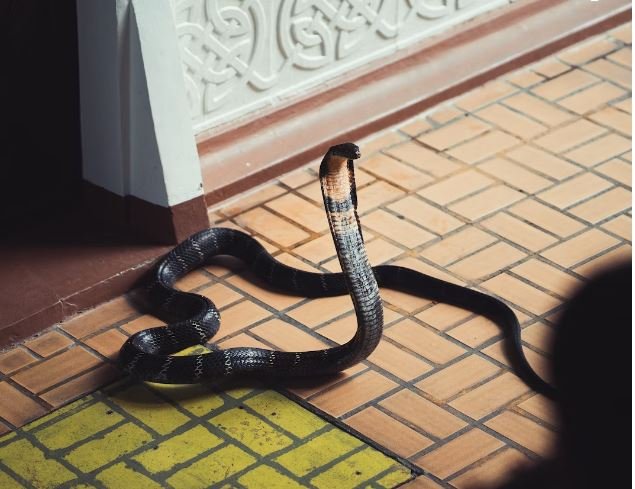 King Cobra Chronicles: Unveiling 2 Incidents