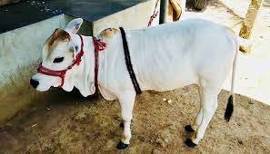 ಪವಿತ್ರ ಹಸು!