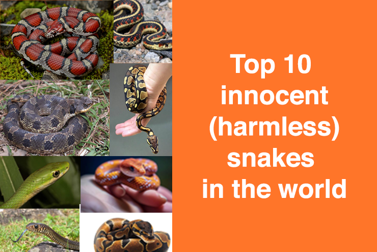 Top 10 innocent harmless snakes in the world