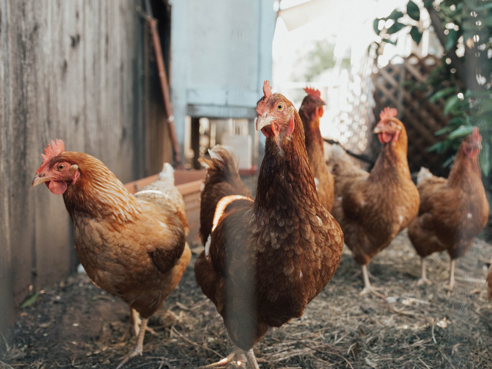 Poultry Farming: Keep these points in mind before starting a poultry farming business and do this to get profit