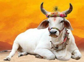 ಜಯಜಯ ಗೋಮಾತೆ, ಅಂಬ, ಜಯಜಯ ಗೋಮಾತೆ