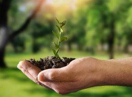 Saving Trees: A Collective Responsibility for a Greener Future