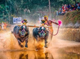 About Kambala