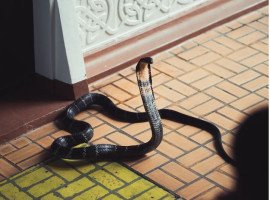 King Cobra Chronicles: Unveiling 2 Incidents