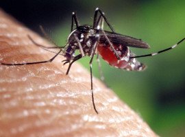 A complete details of dengue fever