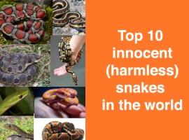 Top 10 innocent harmless snakes in the world