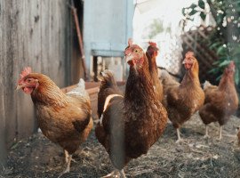 Poultry Farming: Keep these points in mind before starting a poultry farming business and do this to get profit