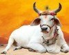 ಜಯಜಯ ಗೋಮಾತೆ, ಅಂಬ, ಜಯಜಯ ಗೋಮಾತೆ