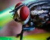 Bee - Nature photography by shiki rai