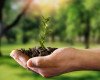 Saving Trees: A Collective Responsibility for a Greener Future