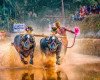 About Kambala