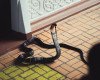 King Cobra Chronicles: Unveiling 2 Incidents