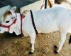 ಪವಿತ್ರ ಹಸು!