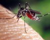 A complete details of dengue fever