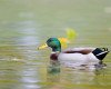 Does Mallard Ducks Mate for Life?