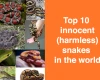 Top 10 innocent harmless snakes in the world
