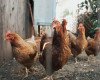 Poultry Farming: Keep these points in mind before starting a poultry farming business and do this to get profit