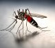How to Protect Yourself from Dengue Fever