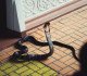 King Cobra Chronicles: Unveiling 2 Incidents