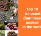 Top 10 innocent harmless snakes in the world
