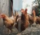 Poultry Farming: Keep these points in mind before starting a poultry farming business and do this to get profit