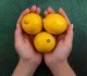 Uses of lemon