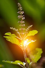 ತುಳಸೀ ಪೂಜೆ - Tulasi Pooje